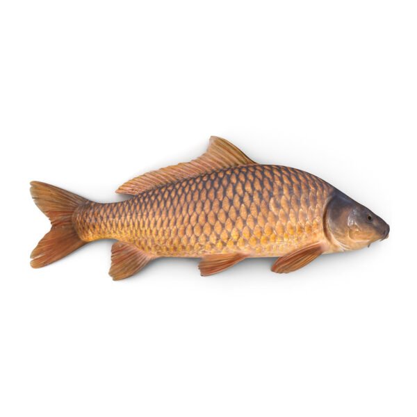 Carp